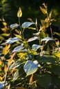 Shoot of actinidia in the garden