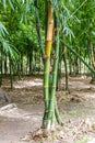 Shoot bamboo