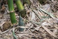 Shoot of Bamboo in the rain forest.  Bamboo sprout. young bamboo sprouts at agriculture bamboo farm. Royalty Free Stock Photo