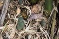 Shoot of Bamboo in the rain forest.  Bamboo sprout. young bamboo sprouts at agriculture bamboo farm. Royalty Free Stock Photo