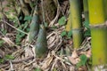 Shoot of Bamboo in the rain forest.  Bamboo sprout. young bamboo sprouts at agriculture bamboo farm. Royalty Free Stock Photo