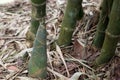 Shoot of Bamboo in the rain forest.  Bamboo sprout. young bamboo sprouts at agriculture bamboo farm. Royalty Free Stock Photo