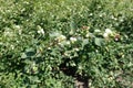 Shoot of blossoming bush of common snowberry