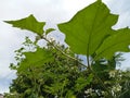 The shoot of the eggplant tree branch that is flowering with a white sky background Royalty Free Stock Photo