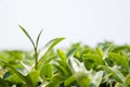 Shoot and group of green tea leaves in white background