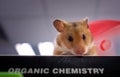 A hamster on chemistery book