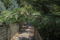 Shoot of high wooden rope bridge on Leylandii near hedge tree