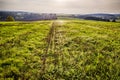 Shoot of a meadow with glittering spider webs Royalty Free Stock Photo