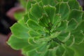 Shoot of Rat\'s tail cactus.