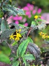 A shoot of splendid yellowish flowers