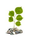 Shoot of tree growing from pebbles Royalty Free Stock Photo