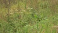 Shooting away with a focus lens, grass, background, bees and flies sitting on the grass Royalty Free Stock Photo