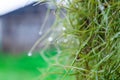 Shooting close-up water drops on a green Spanish moss Royalty Free Stock Photo