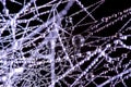 Shooting fine dewdrops on spider webs using macro photography Royalty Free Stock Photo
