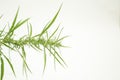 Shooting industrial hemp in studio: top of the plant