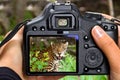 Shooting jaguar in wildlife Royalty Free Stock Photo