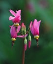 Shooting Star blooms along the bluffs Royalty Free Stock Photo