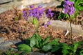 Shooting star or Dodecatheon in early morning sun.