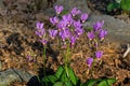 Shooting star or Dodecatheon in early morning sun.