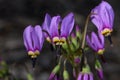 Shooting star or Dodecatheon in early morning sun.