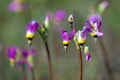 Shooting Star Flower