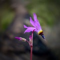 Shooting stars Dodecatheon pink side view