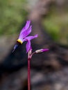 Shooting stars in nature selective focus