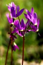 Shooting Stars - Oregon Wildflowers