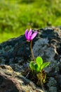 Shooting Stars, Oregon Wildflowers, USA