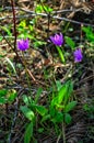 Shooting Stars, Oregon Wildflowers, USA