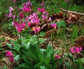 Shooting Stars on the spring woodland edge