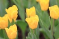 a shooting of Tulipa, Freeman bloom in a garden in April Royalty Free Stock Photo