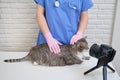 Shooting a video on camera with a pet being treated by a veterinarian on a table in a veterinary clinic Royalty Free Stock Photo