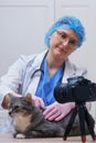Shooting a video of a cat being treated on camera by a veterinarian on a table in a veterinary clinic Royalty Free Stock Photo