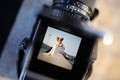 Shooting a wedding with a vintage camera Royalty Free Stock Photo