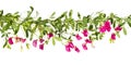 Shoots of flowering pink pea on a white background. Royalty Free Stock Photo