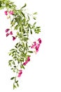 Shoots of flowering pink pea on a white background. Royalty Free Stock Photo