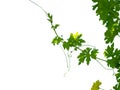 The shoots and flowers of the pumpkin tree isolate On the white background