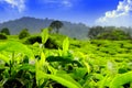 Shoots of fresh tea leaves in the morning with bright sunlight Royalty Free Stock Photo