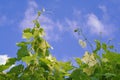 Shoots of grapes reaching up to the blue sky