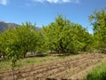 Shoots and green leaves on apricot trees in the garden. plowed land for fencing. spring garden landscape apricot garden