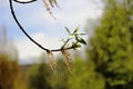 Shoots of green leaves of aspen trees. aspen leaves against the forest and blue sky.