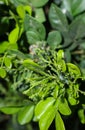 shoots of green leaves of wild plants