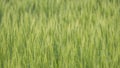 Shoots of green wheat, background from ears Royalty Free Stock Photo