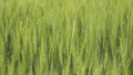 Shoots of green wheat, background from ears Royalty Free Stock Photo