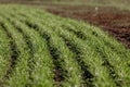 Shoots of green winter wheat in rows Royalty Free Stock Photo