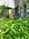 shoots of jasmine flowers on the edge of the school building in the morning