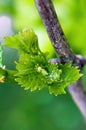 Shoots and leaves of grapes on the vine spring Royalty Free Stock Photo