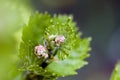 Shoots and leaves of grapes on the vine spring Royalty Free Stock Photo