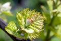 Shoots and leaves of grapes on the vine spring Royalty Free Stock Photo